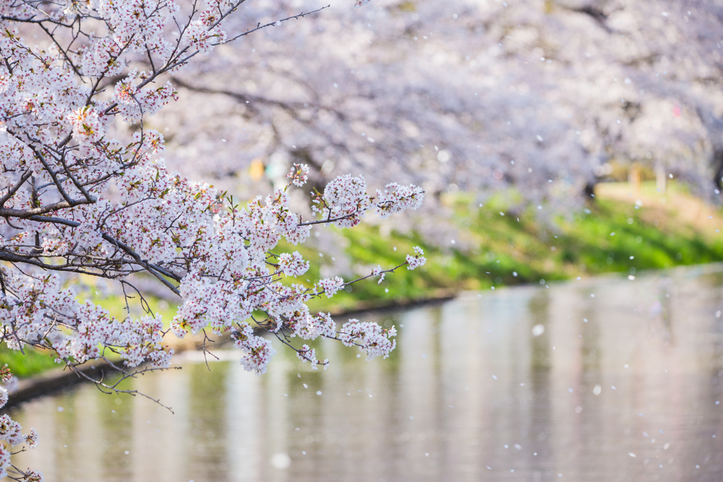 桜舞う