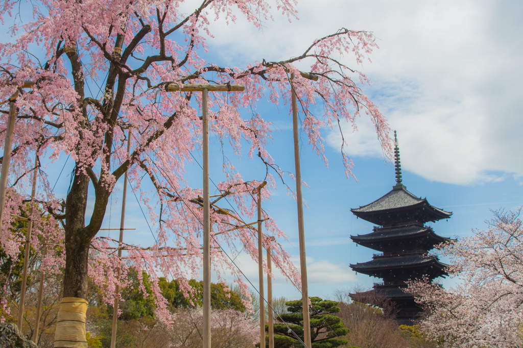 京の春