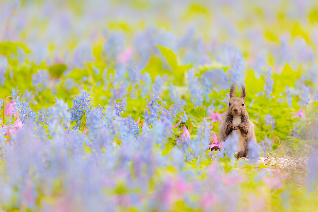 メルヘンの世界へ