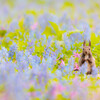 メルヘンの世界へ