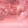 冬の花