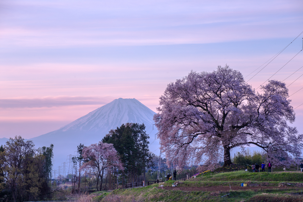 憧れの一本桜