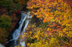 霧降と紅葉