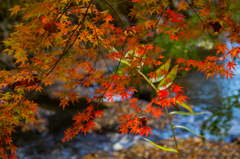 久慈川の秋