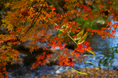 久慈川の秋