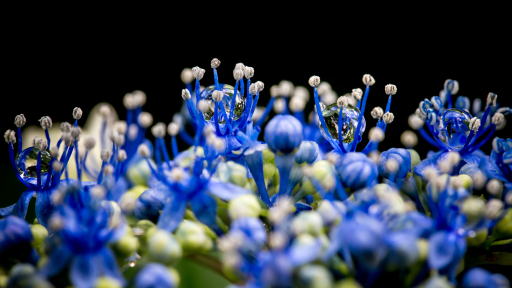 Hydrangea Drop