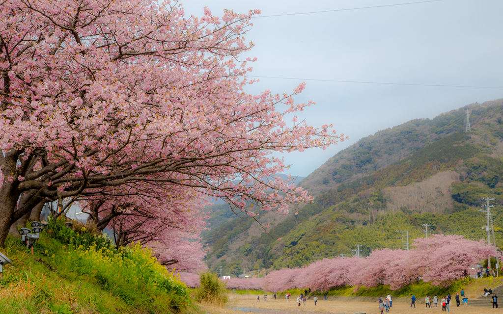 河津の春