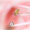 snail and drop　Ⅱ