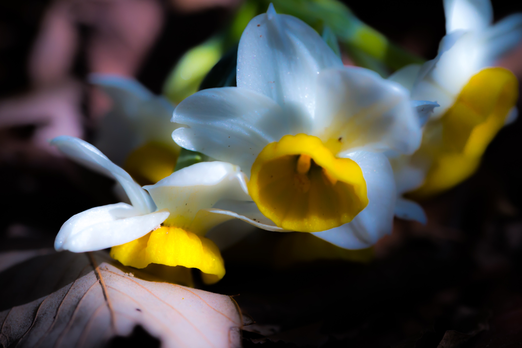 Narcissus kiss