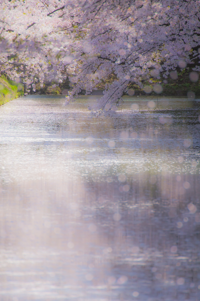 零れ桜