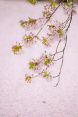 桜～memory～Ⅱ