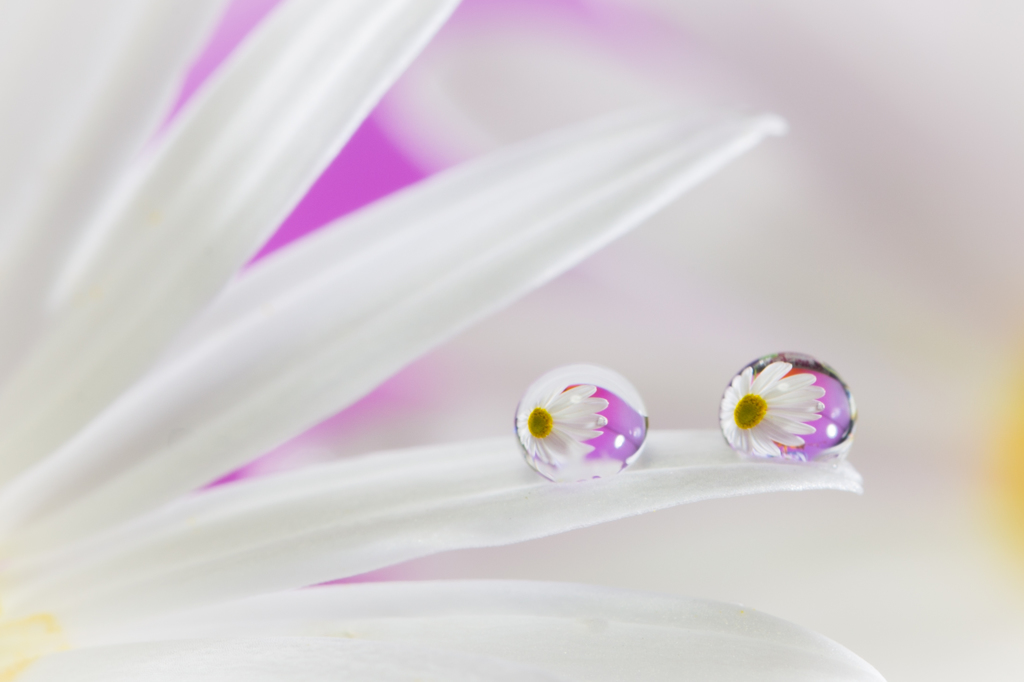 marguerite　Drop