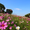コスモスの丘