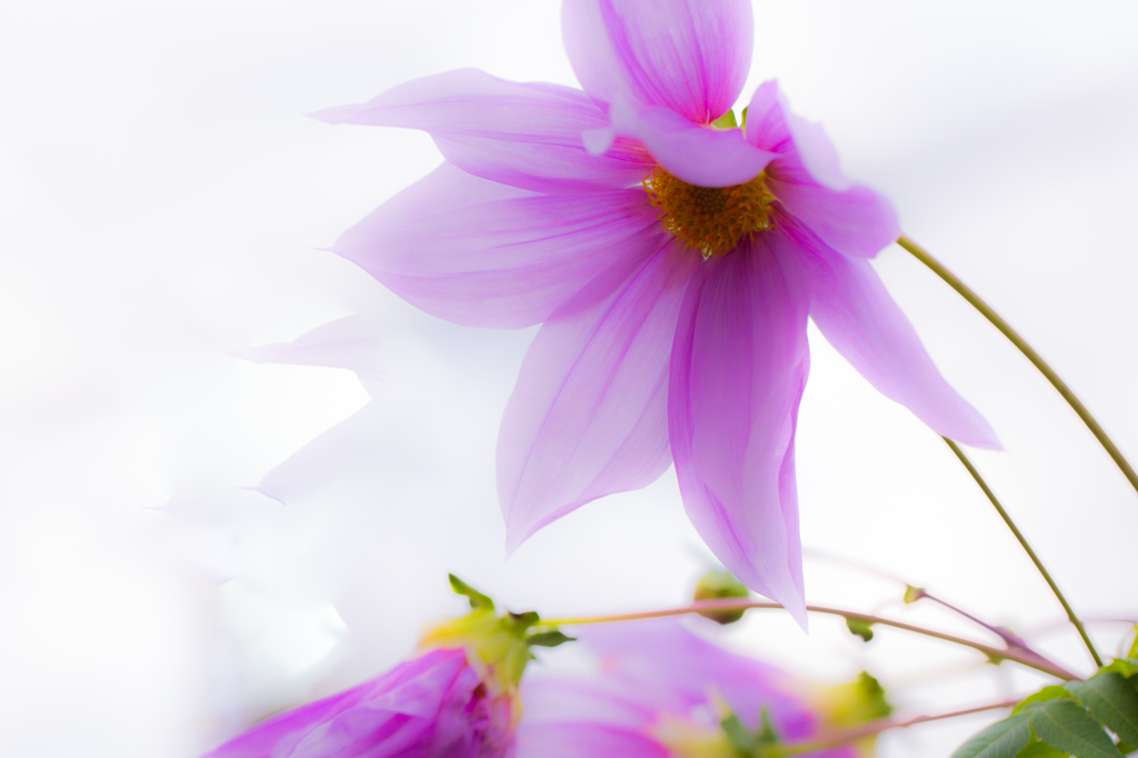 Dahlia　imperialis