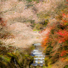 四季桜