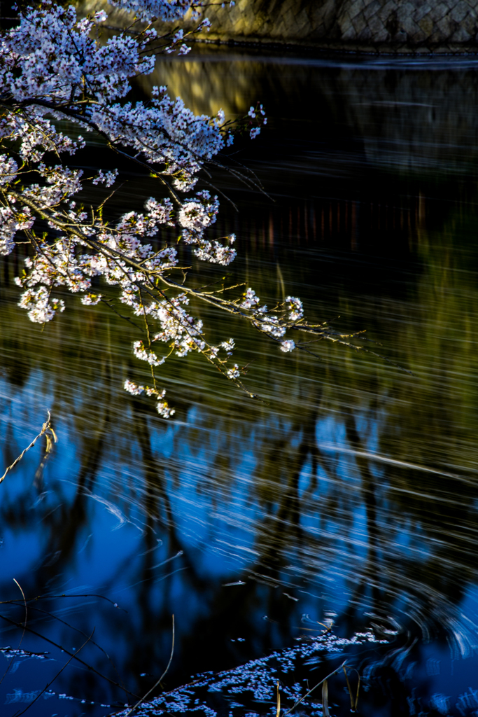 桜流し Ⅱ