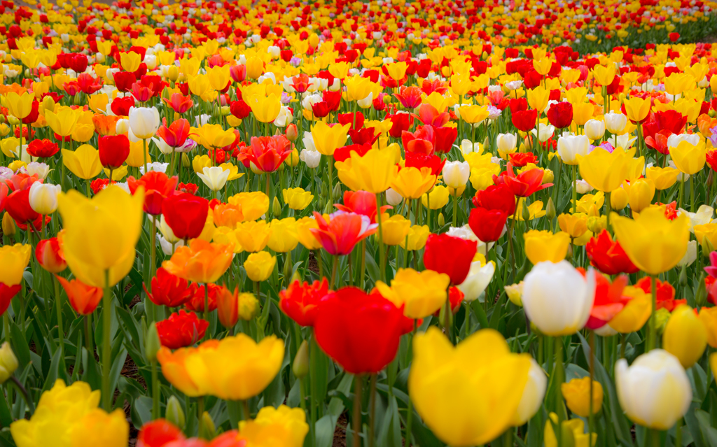 colors