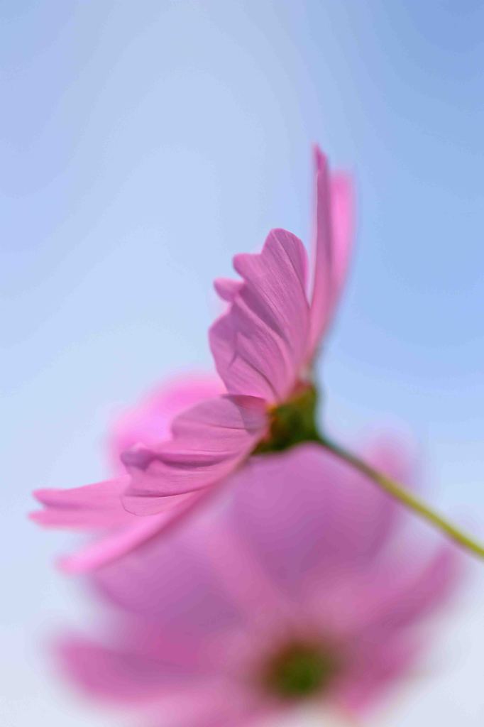 秋桜　2