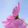 秋桜　2