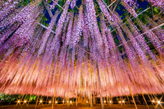 wisteria