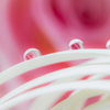 rose　ｄrop