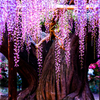 wisteria Ⅱ