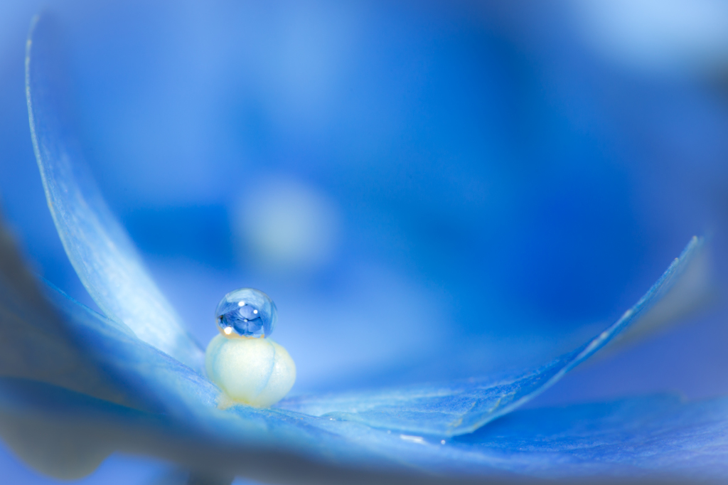 Blue drop　～special seat～