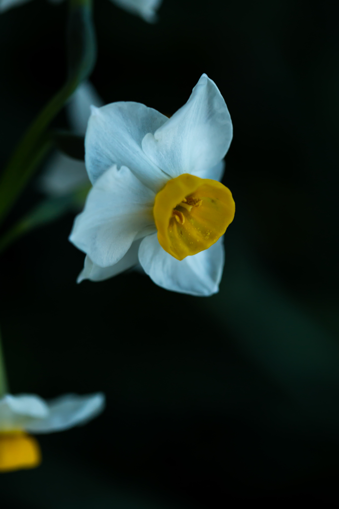 Narcissus