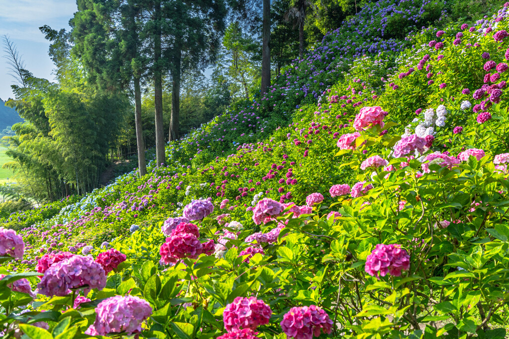 朝日に包まれる紫陽花