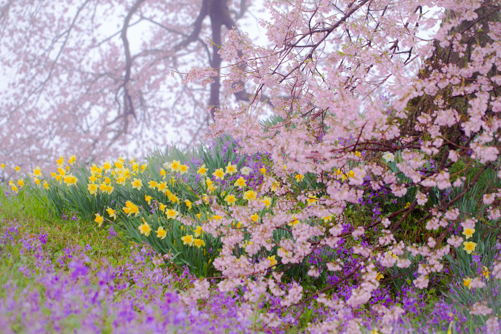 桜の木の下で