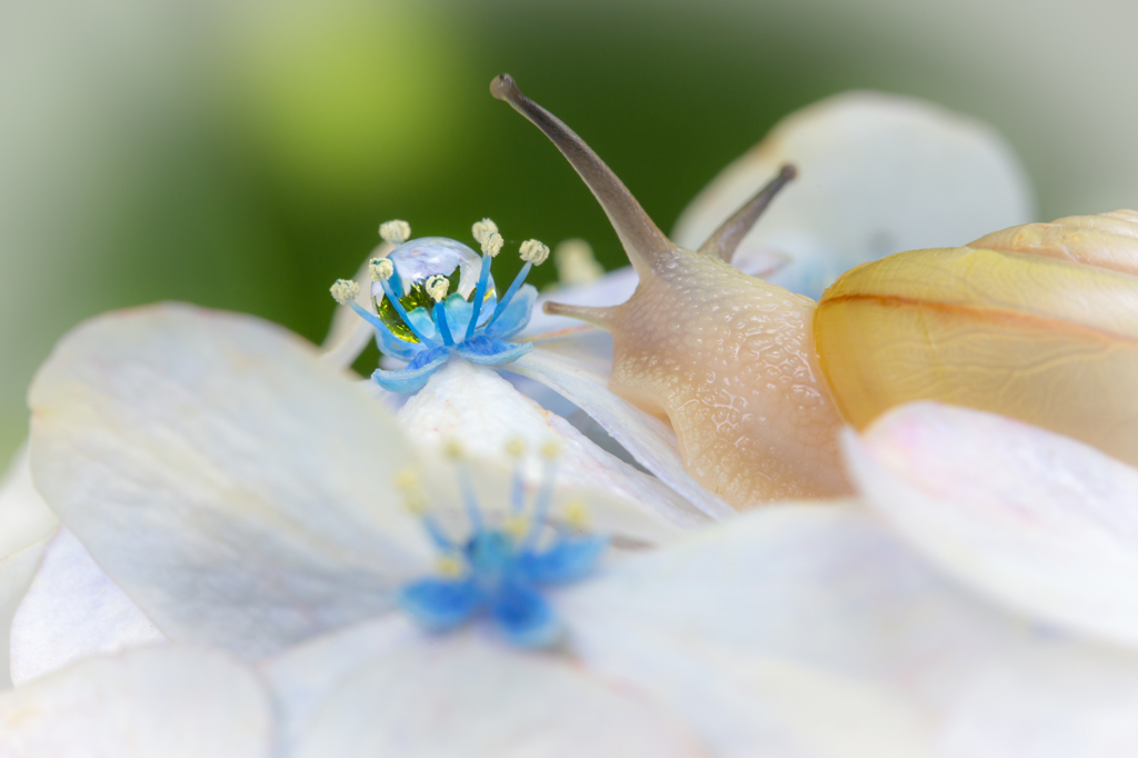 梅雨の贈り物