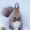 I love nuts