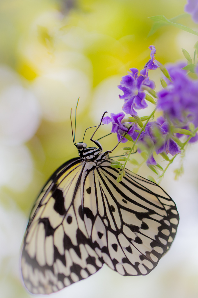 Duranta