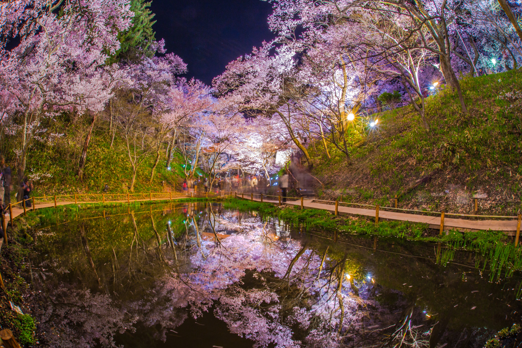 夢幻桜花　Ⅱ