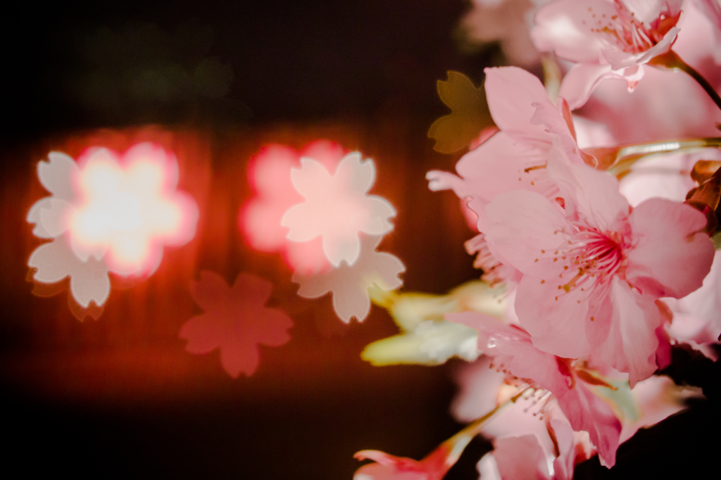 夜桜