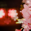 夜桜