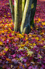 fallen leaves　Ⅱ