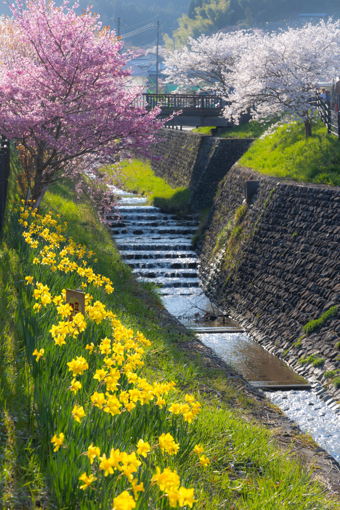 小川の春