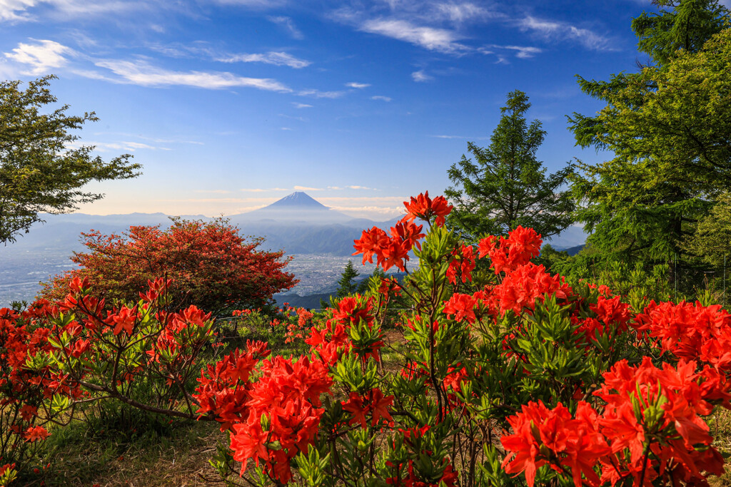 初夏に咲く