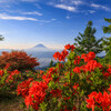 初夏に咲く