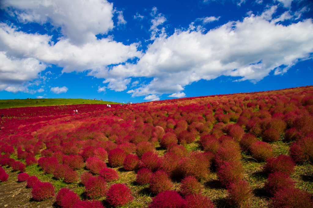 Blue sky　Kochia