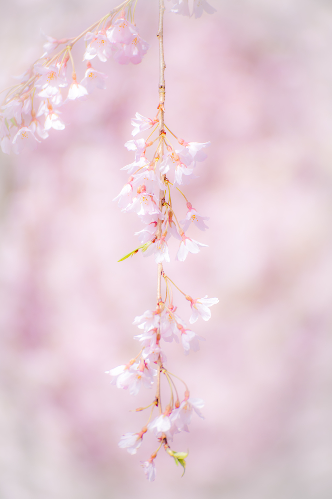 枝垂れ