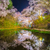 夢幻桜花