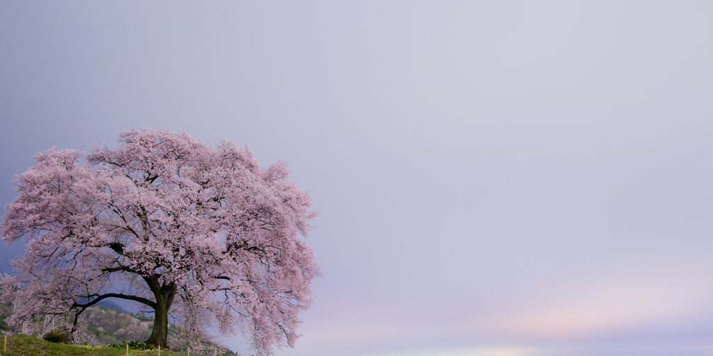 夢桜