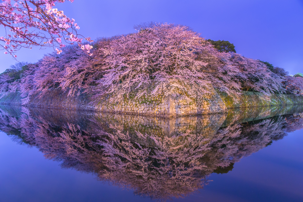 夢想桜