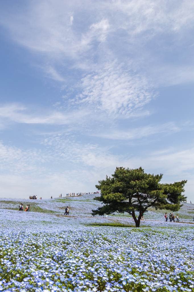 Nemophila　blue