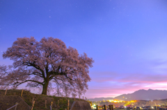 黎明の一本桜