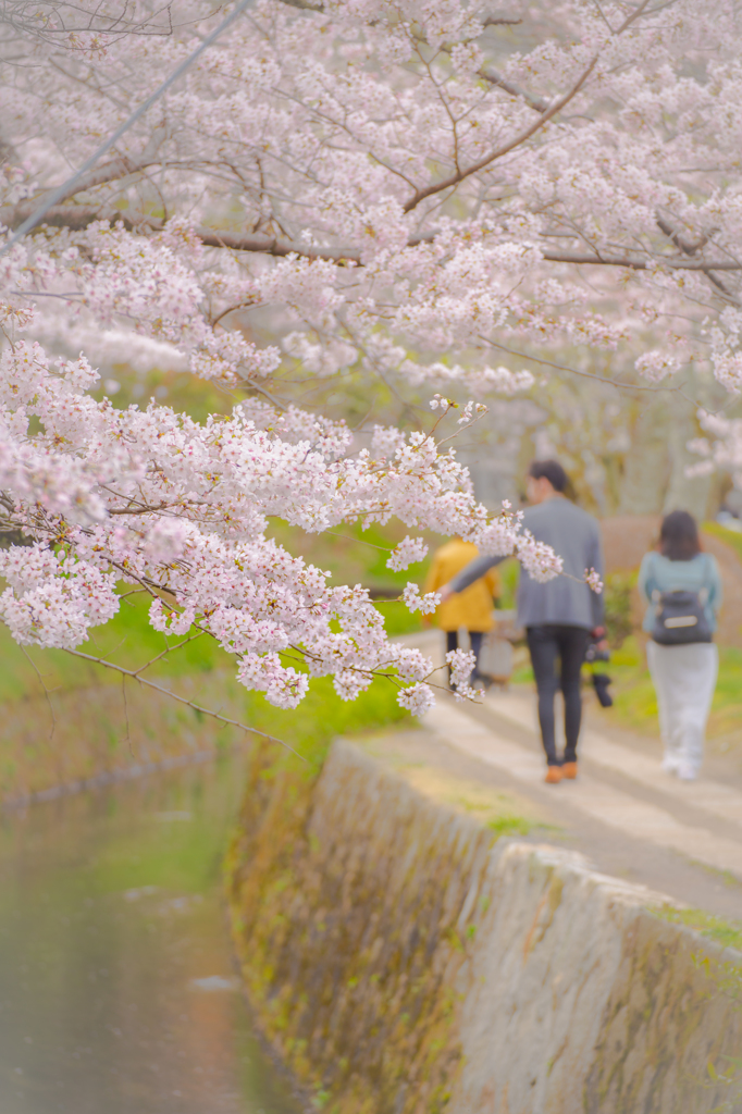 朝の散歩道