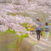 朝の散歩道