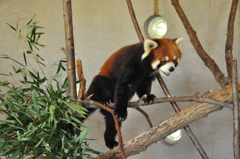 レッサーパンダ